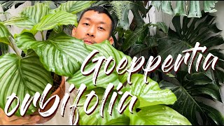 Goeppertia Calathea Orbifolia Care Tips and Propagation  WITH UPDATES [upl. by Akehsyt688]