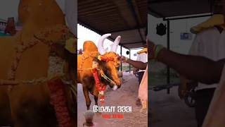 salem kangayam eruthattam jallikattu newentry cowmooing cowdance animals cowsgomoo [upl. by Cowles665]