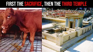 RED HEIFER SACRIFICE IS ABOUT TO START THE THIRD TEMPLE [upl. by Nickola975]