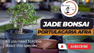 Guide to Dwarf Jade Bonsai  The Bonsai Supply [upl. by Assirrem529]