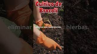 Guía Completa para el Cultivo de Brócoli Desde la Siembra hasta la Cosecha [upl. by Sagerman952]