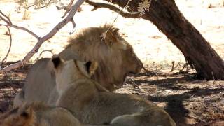 Lion with Canine Distemper Truth about lions [upl. by Carisa]