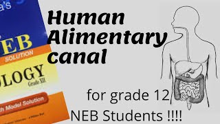 HUMAN ALIMENTARY CANAL Digestive System Explained for Grade 12 NEB STUDENTS [upl. by Ranjiv]