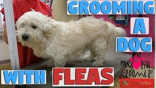 Grooming A Dog With Fleas [upl. by Laerol]