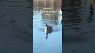 Just relax  Goose  Geese  largest waterfowls  Social animals Wildlife shorts interestingfacts [upl. by Ybbor21]