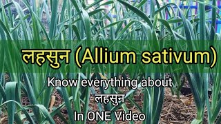 लहसुन Allium sativum  Ayurvedic Medicine  Dravyagun  BAMS2NDYEAR [upl. by Alahsal]