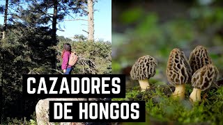 Cazadores de hongos Morchella 🍄 Un enfoque taxonómico cultural y ecológico [upl. by Kary]