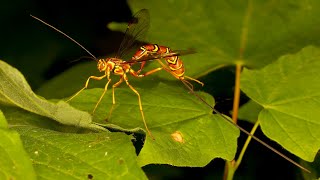 Megarhyssa macrurus  Giant Ichneumon Wasp [upl. by Cleave6]