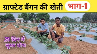 ग्राफ्टेड बैंगन की खेती  Grafted Brinjal  Cultivation Of Grafted Brinjal [upl. by Irik937]