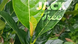 Jackfruit Tree Growing without Careful [upl. by Chiou722]