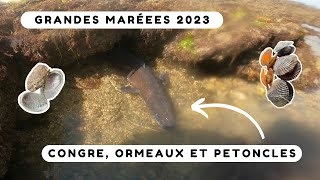 On pêche un énorme congre pendant les grandes marées  Pêche à pied Bretagne sud [upl. by Laersi]