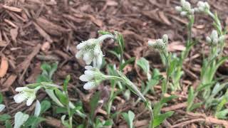 Antennaria plantaginifolia [upl. by Duarte]