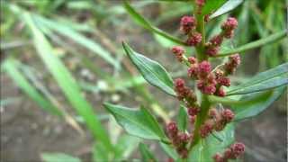 Strawberry Blite Chenopodium Capitatum Blitum Capitatum  20120902 [upl. by Ifok]