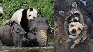 Strongest Friendships Between Wild Animals Caught On Camera [upl. by Isiah]