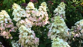 Hydrangea paniculata Burgundy Lace [upl. by Coralie]