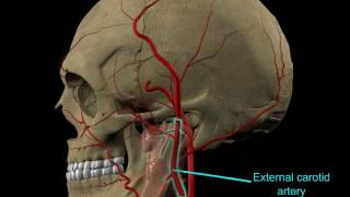 Parotid gland infratemporal fossa and submandibular gland Head amp Neck [upl. by Enerahs130]