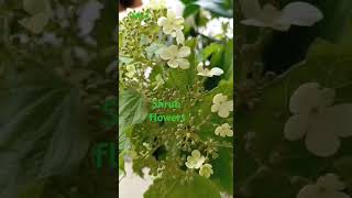 WHITE VIBURNUM plicatum flowers nature shorts viral mra [upl. by Narf]