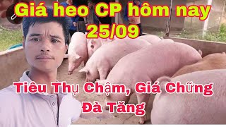 Giá Heo Hơi Ngày Hôm Nay 2509 Hạ Nhiệt Sau Khi Tăng Vộinongtraihoakieu [upl. by Lledra]