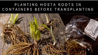 Planting Hosta Roots in Containers Before Transplanting [upl. by Gnim]