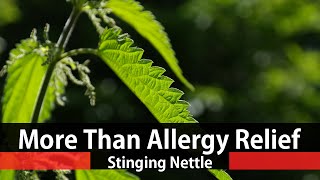 The Benefits Of Stinging Nettle  Urtica Dioica [upl. by Aenyl]