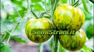 SemiStraniit  Pomodoro Tomato Green Zebra [upl. by Leis868]