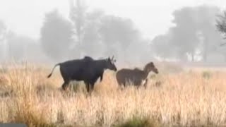 nilgai ready to breeding  how a nilgai born babies  Tech earth excitedBull [upl. by Alin]