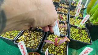 Nepenthes  heliamphora in the grow tent  end of November walkthrough [upl. by Lomaj]