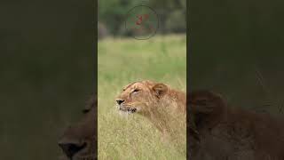 Wildlife Wonders Tarangire National Park🐘🦓🦁 subscribe nature lionking real life [upl. by Edeline694]