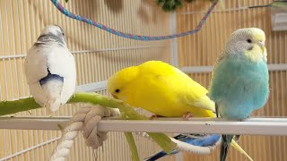 10 Hr Happy Singing amp Eating Parakeet Budgies Birds Reduce Stress of Lonely Quiet Birds [upl. by Aiker596]