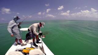 Giant Trevally attacked by Barracuda [upl. by Annaik]