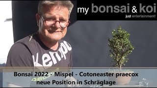 Bonsai 202223  Mispel  Cotoneaster praecox  neue Position in Schräglage [upl. by Esom]