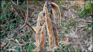 Mucuna Pruriens The Velvet Bean Itchiness Fruit [upl. by Llevram]