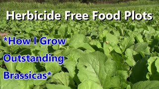 Food Plots Without Herbicide Brassicas [upl. by Tugman]