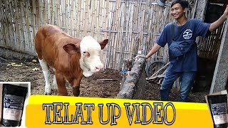 Telat uploud video [upl. by Zamir]