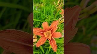 TIGER LILLIES ARE IN MY TOP FIVE tigerlily tigerlillies lilly lillies orangeflowers orange [upl. by Nalyd9]