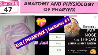 anatomy and physiology of pharynx ENT  PHARYNX LEC 1 [upl. by Paloma]