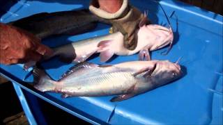 How to tell difference  Blue vs Channel catfish [upl. by Retluoc141]