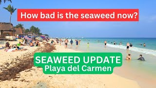 SEAWEED Playa del Carmen Beaches  March 27 Update  Mexican Caribbean seaweed playadelcarmen [upl. by Nadiya808]