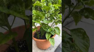 Removing Lower Leaves of Pepper Plants for Healthier Growth  gardening backyardvegetablegarden [upl. by Selokcin]