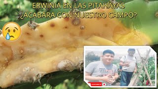 Erwinia en la Pitahaya  Como Controlar la Erwinia en las Pitahayas Pudrición Tallo [upl. by Herzen]