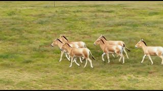 Mongolian kulan spotted in Inner Mongolia [upl. by Ferri]