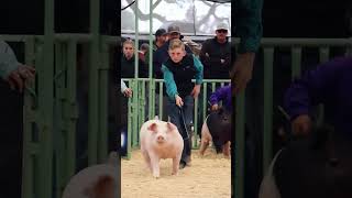 Karis and Smack Down and Krew ad Greta at The Revival livestock show showpigs livestock [upl. by Adley]