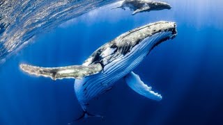 Whale of an Appetite 🐋 Humpback Almost Swallows Live Seal🦈deadliest orca attacks [upl. by Abert412]