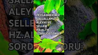 PEYGAMBERİMİZİN MÜTHİŞ CEVABI 👆🏻🕌🕋hzmuhammed hzali islamicstatus islamicvideo islamicshorts [upl. by Refotsirc]