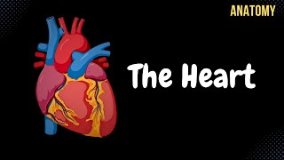 Anatomy of the Heart  External amp Internal Structures [upl. by Devaney124]