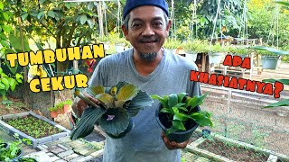 ✅️ TUMBUHAN CEKUR MUDAH DITANAM DI RUMAH [upl. by Nomyaw]