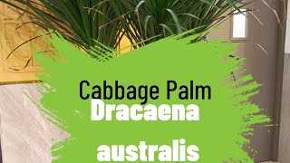 Dracaena australis Cordyline australis Cabbage palm [upl. by Bonina]