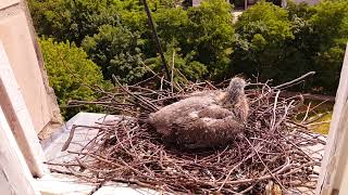 Pigeon chick Day 16 [upl. by Olav]