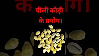 पीली कौड़ी के लाभ और सरल प्रयोगkaudi ke fayde। Benefits of Yellow Cowrie astrology कौड़ी [upl. by Botti31]