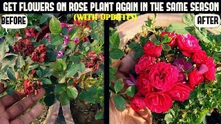 How to Get Roses to ReBloom100 RESULT  WITH UPDATES [upl. by Everard]